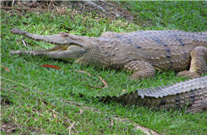 Crocodile Steve