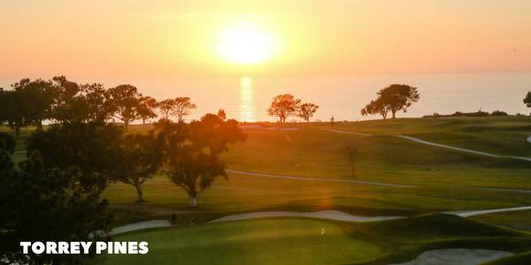 torrey pines